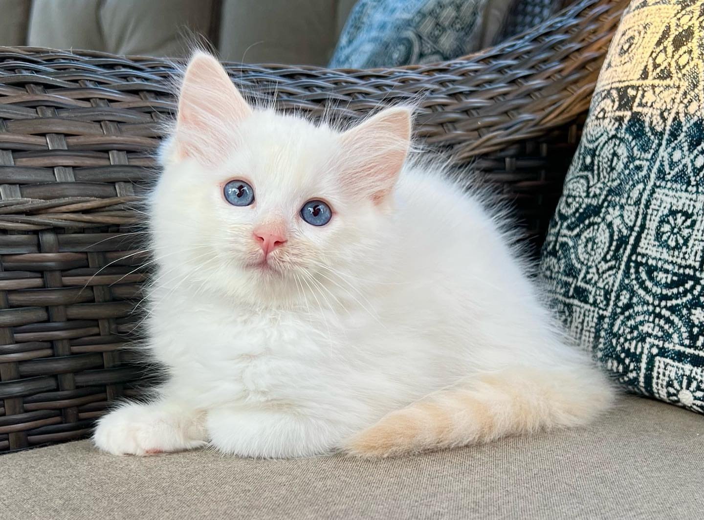 kira (1)