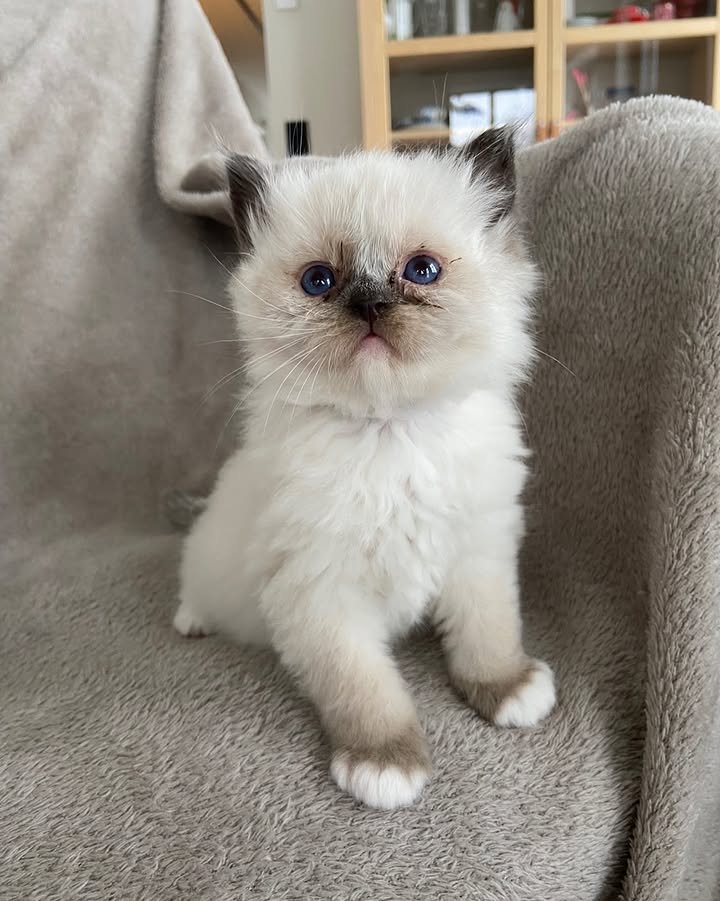 leo (9)