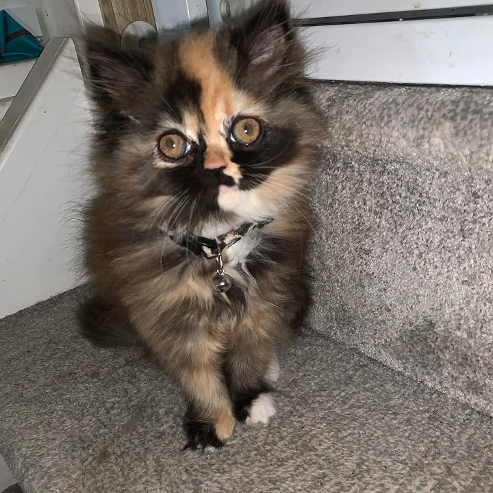 lucy (1)