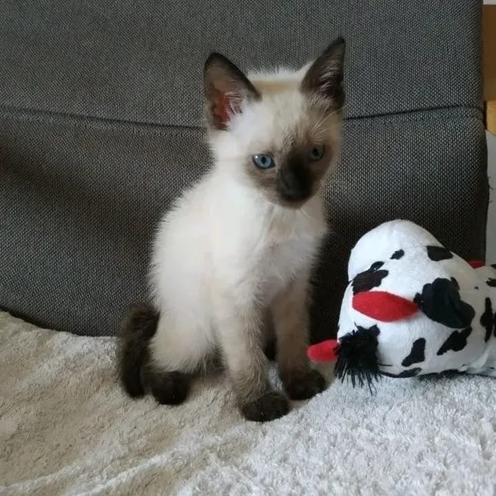mike (1)