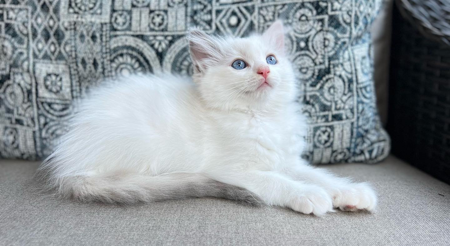 zeus (4)