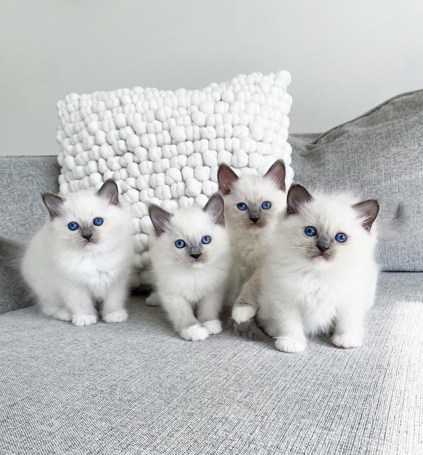 alexeysragdoll 20250307 0034