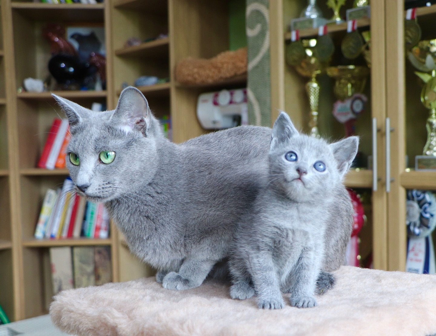 boyard cattery 20260325 0010