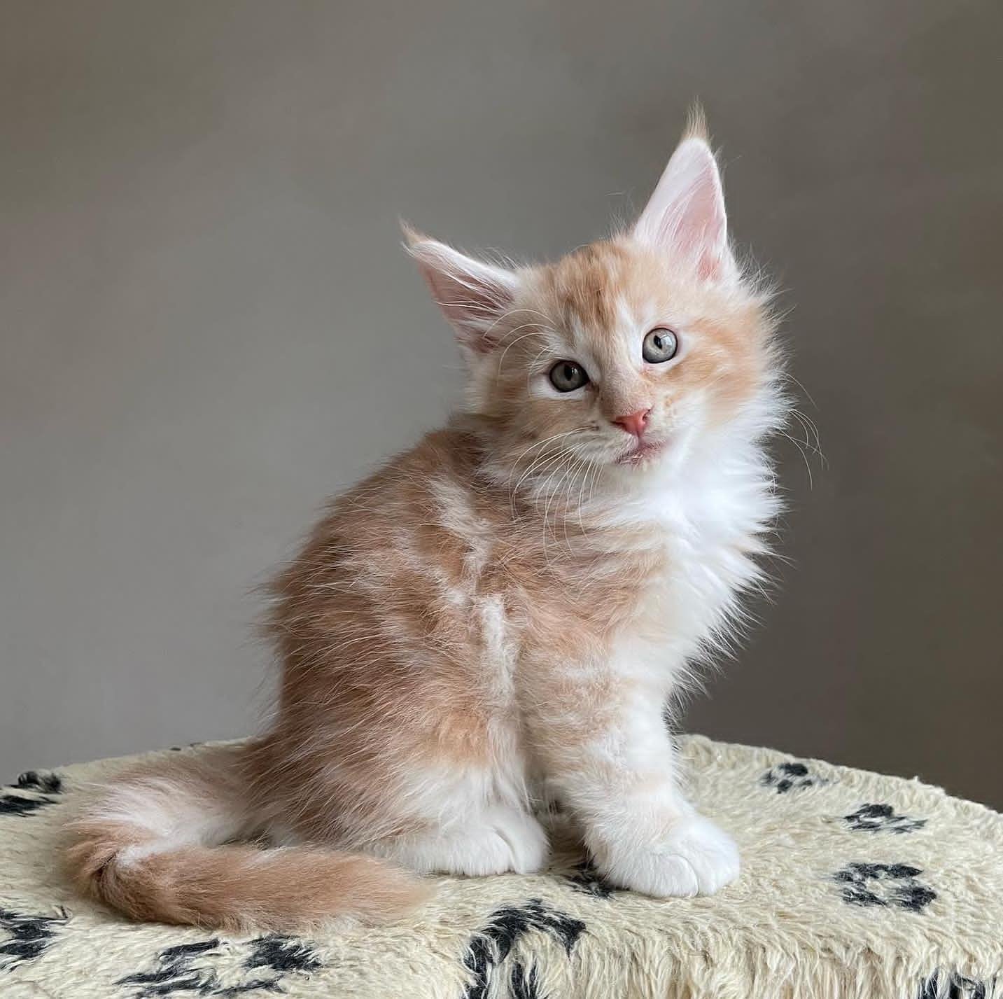 coco (1)