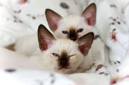 gatitos siameses