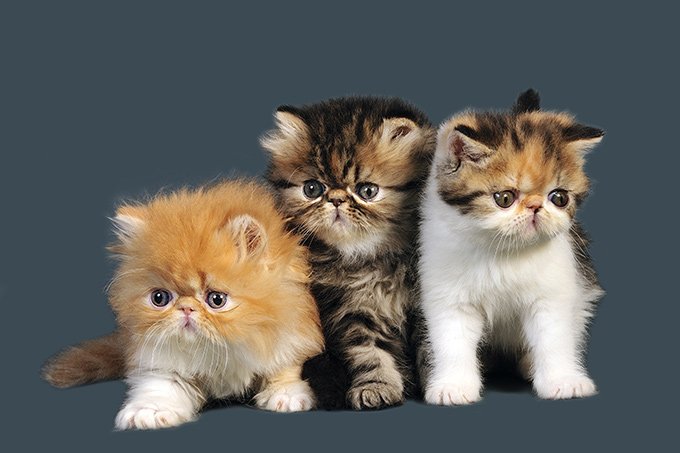 gatos persa cachorrros