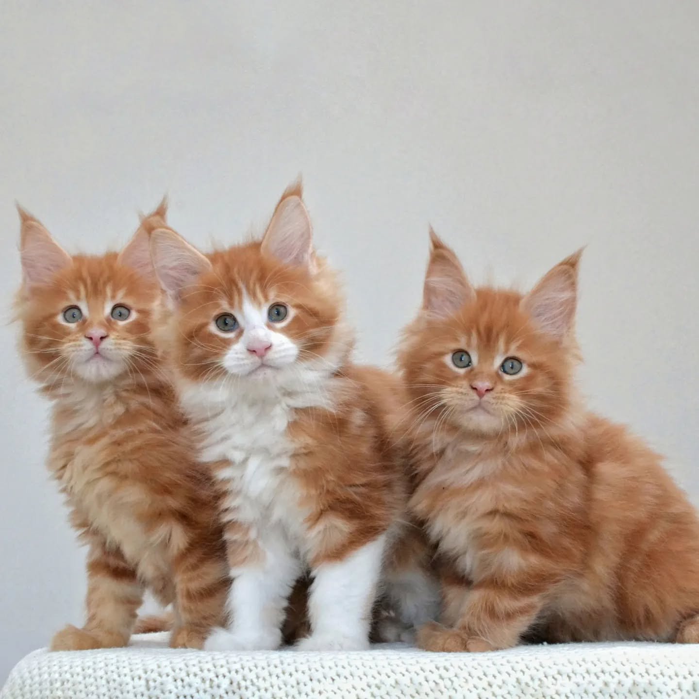 zilantshadow mainecoon 20250202 0002